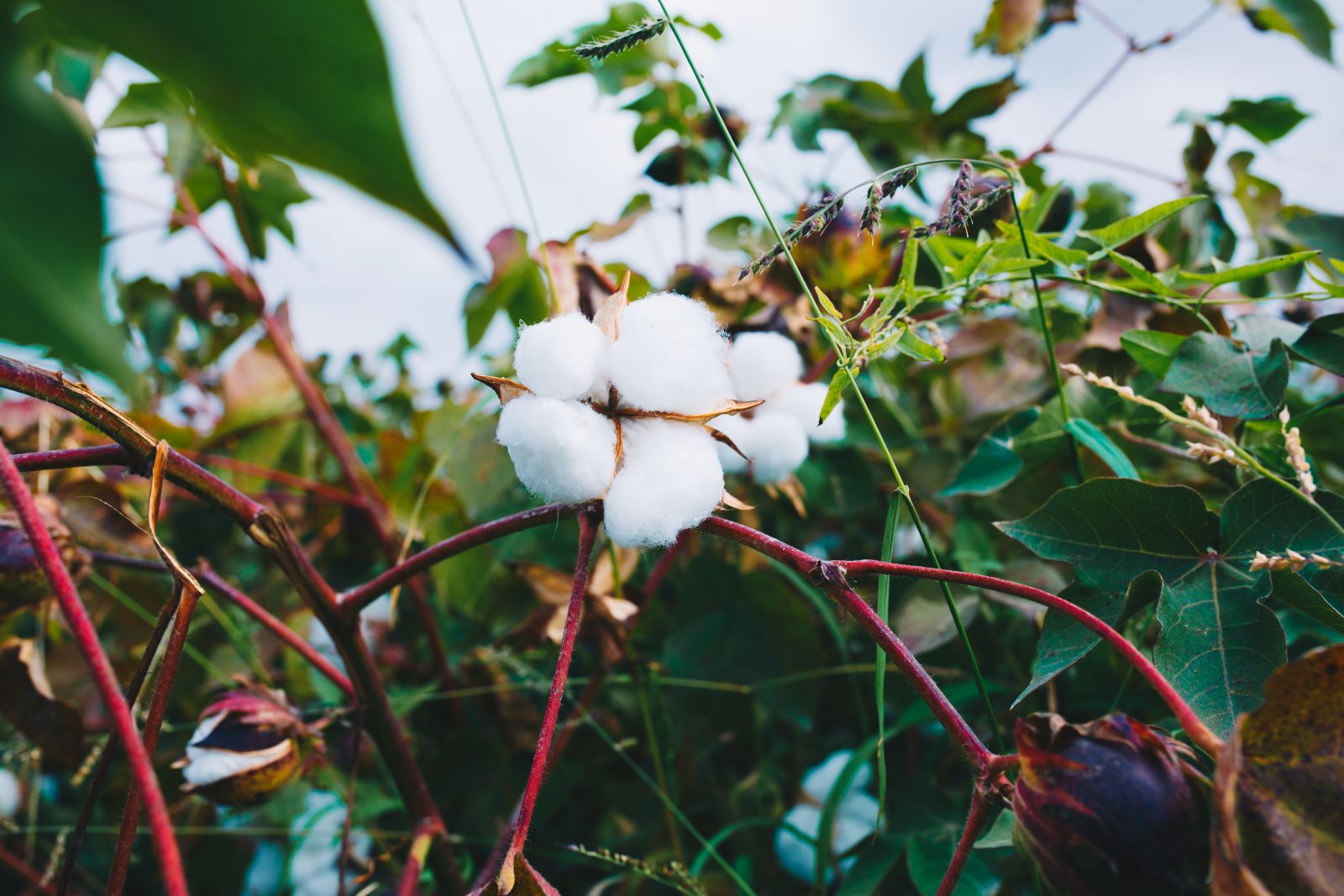 Natural Fiber Types & Uses - Uses of Natural Fiber | Meridian  Meridian  Mill House