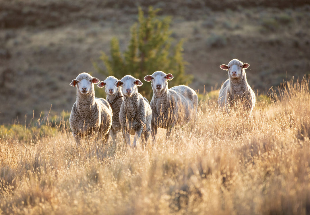 Image of 5 sheep clustered on a hillside in front of distant shrub. Image is copyright of Shaniko Wool Co and used under permissions of their Press Kit. 