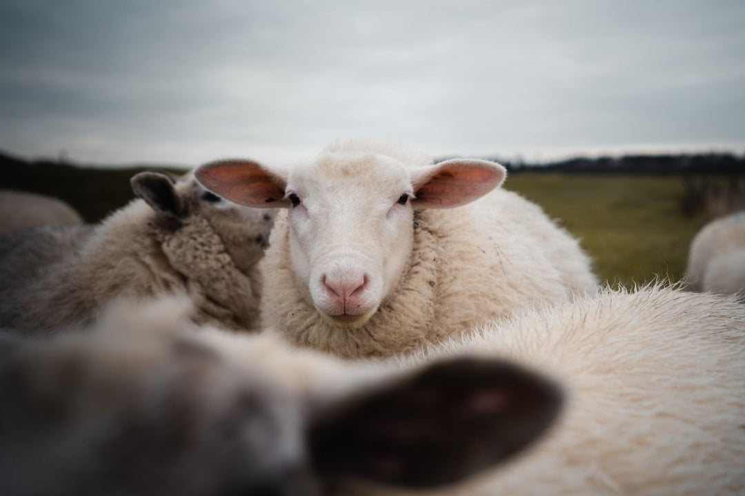 A Closer Look: Responsible Wool Standard (RWS) Part 1 -- From Scope to Animal Welfare
