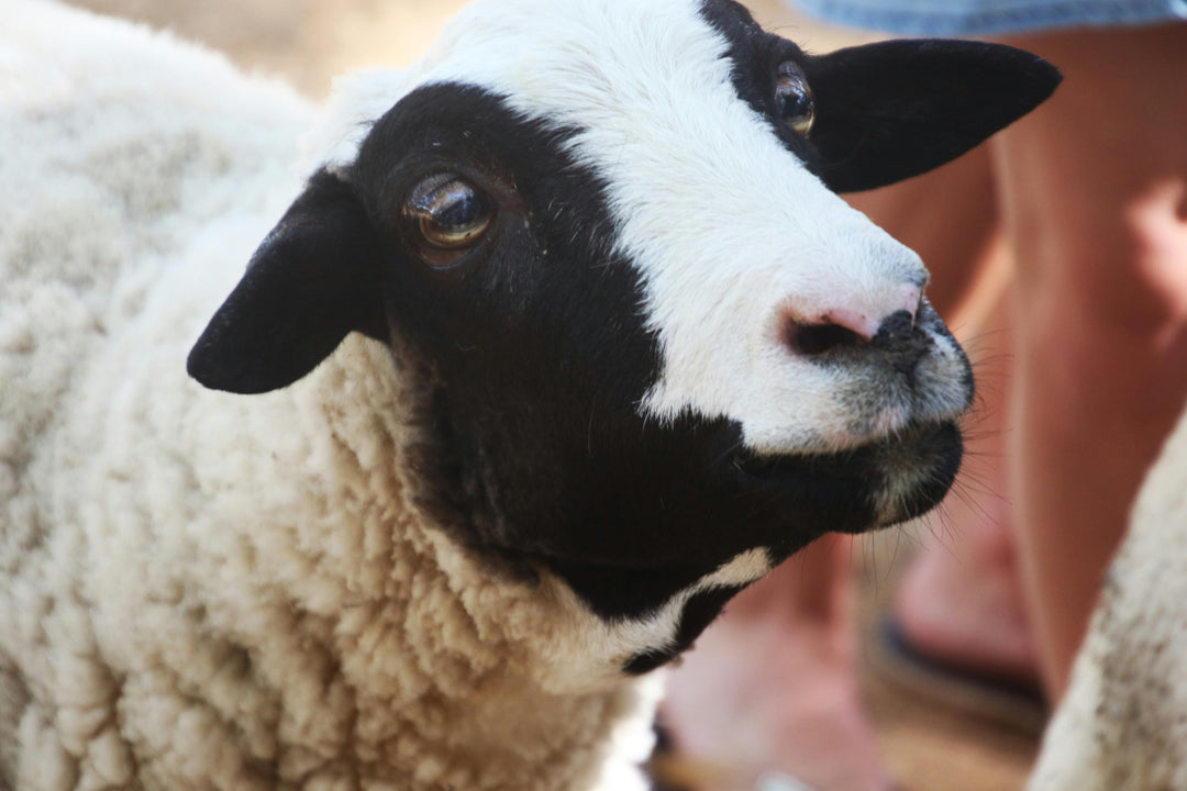 A Closer Look: Responsible Wool Standard (RWS) Part 2 .1–  Soil, Biodiversity, and the Living Landscape of Responsible Wool