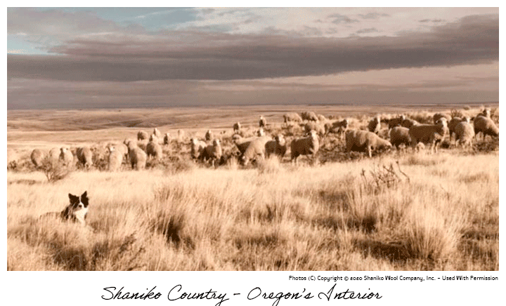 Shaniko Country