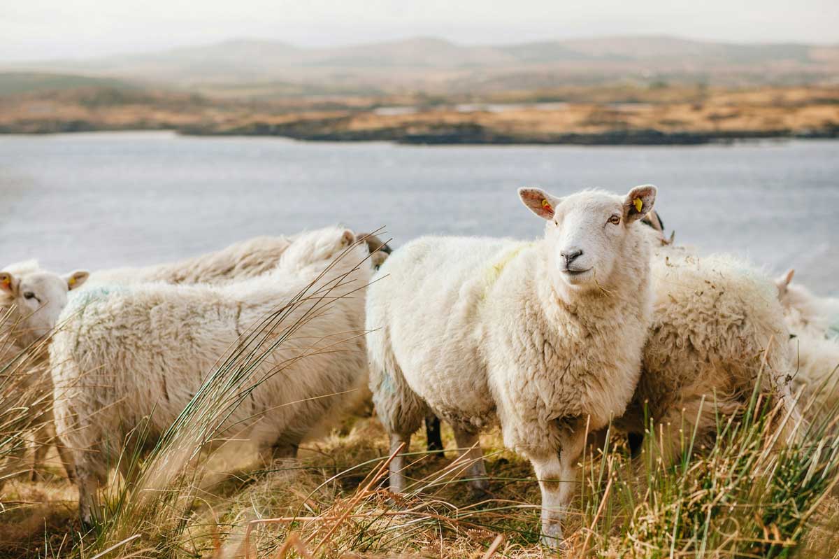 A small herd of sheep stands in an open field. One sheep is facing the camera while the others are grazing. In the background is a broad river.