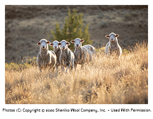 Shaniko sheep